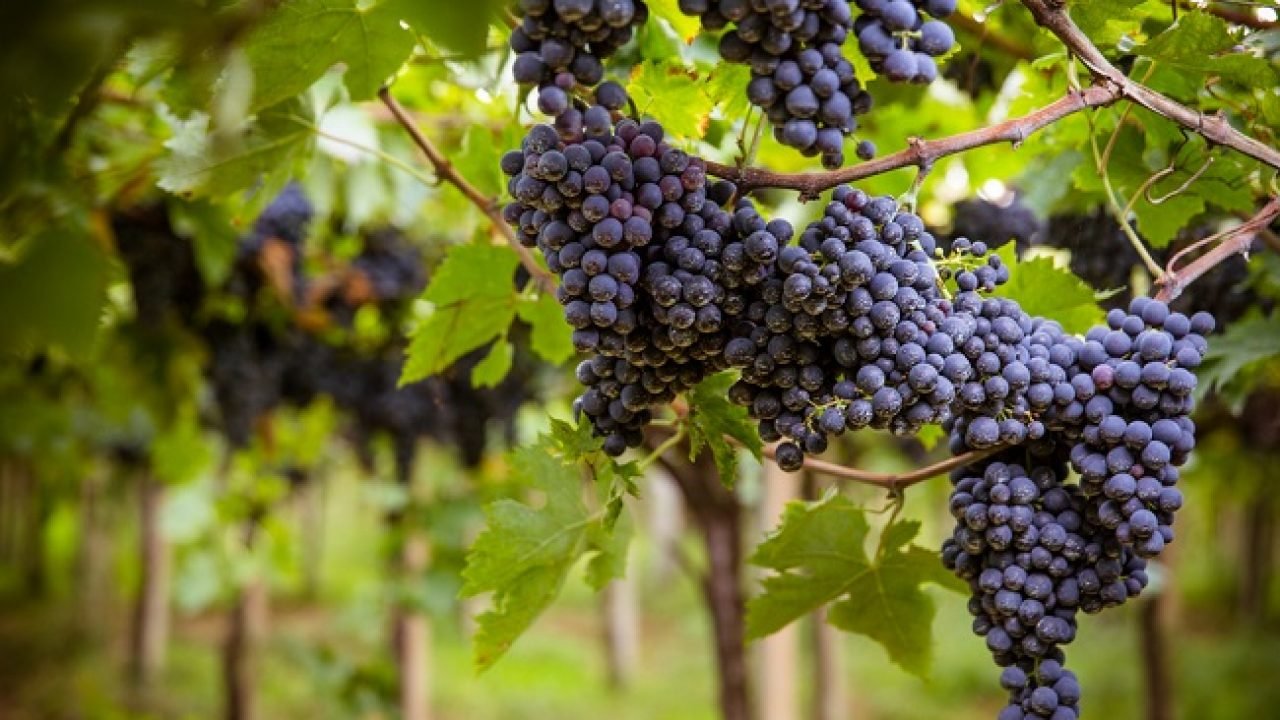 montepulciano-abruzzo